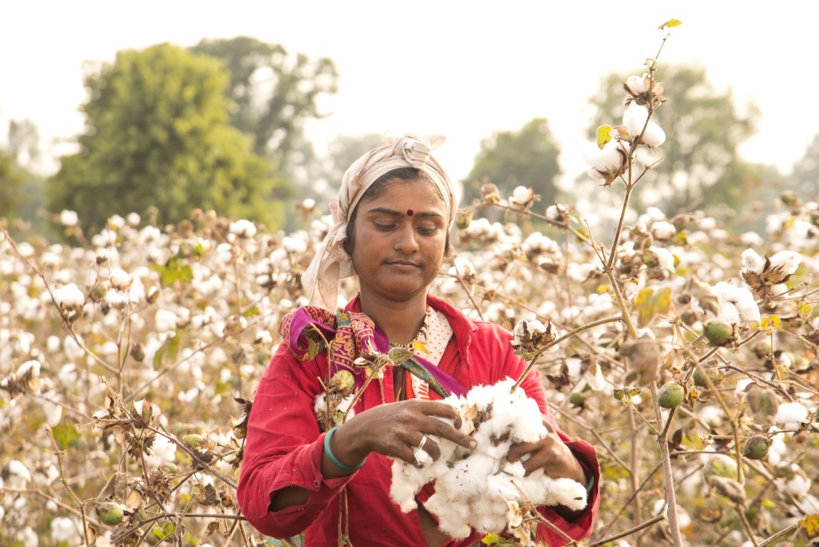 Indian woman harvesting cotton in a cotton field.
